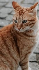 Картинка № 335