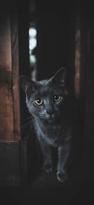 Картинка № 538