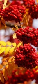 Картинка № 25