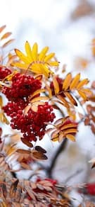 Картинка № 27
