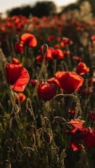 Картинка № 298