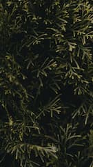 Картинка № 45