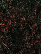 Картинка № 141